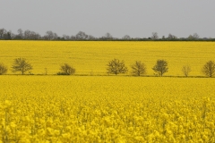 Yellow Oilseed